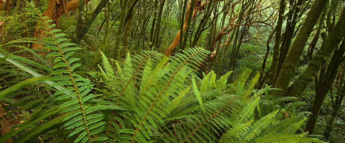 Kaka Point showing forest scenes