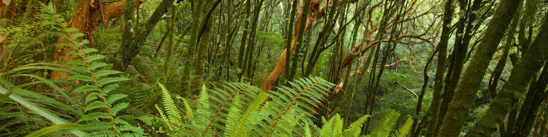 Un bosque denso con helechos verdes exuberantes y árboles altos.