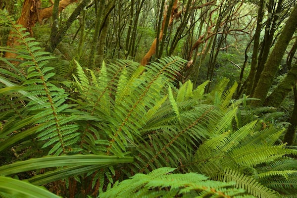 Kaka Point which includes forest scenes