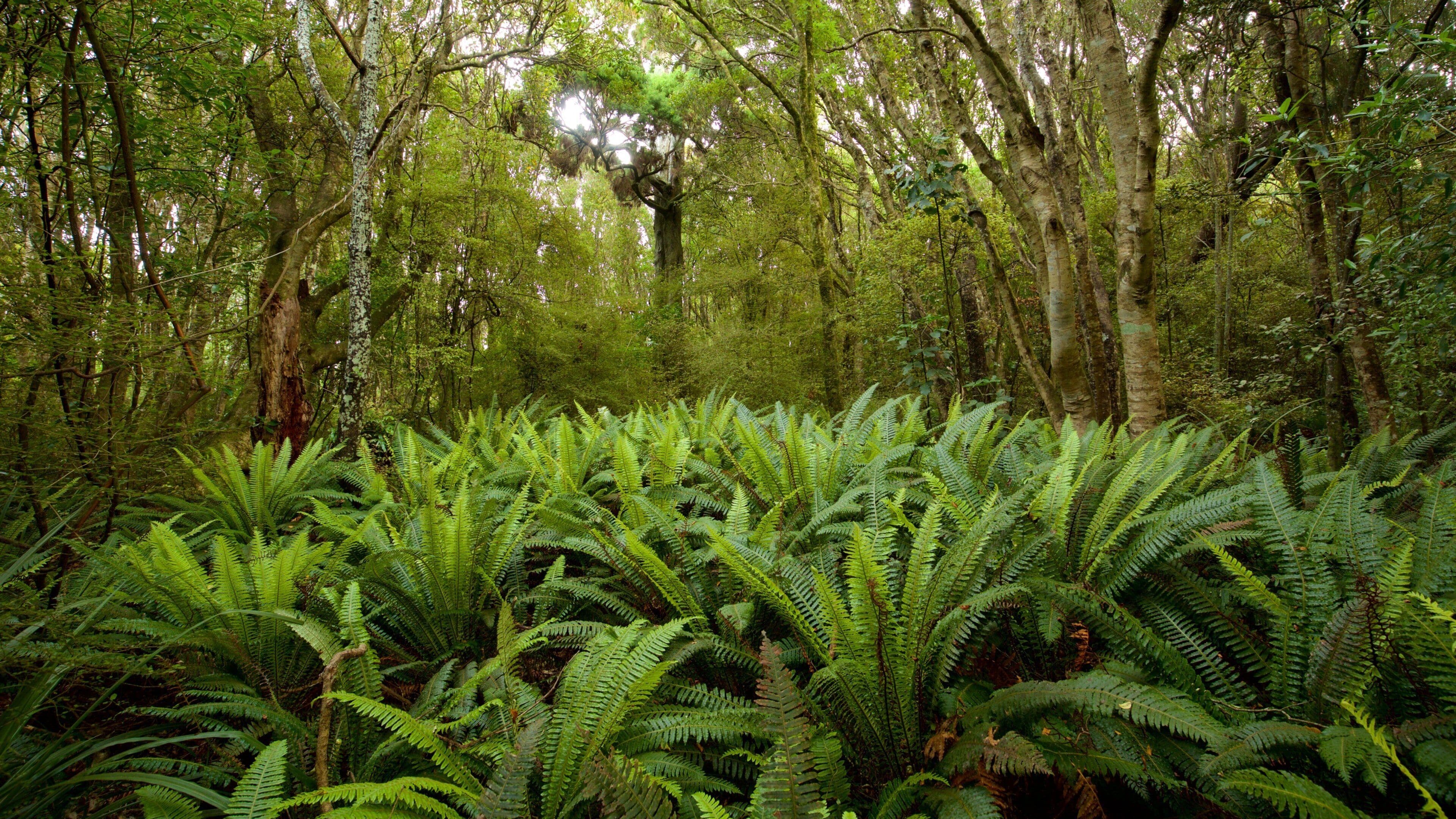 Kaka Point Scenic Reserve which includes forest scenes