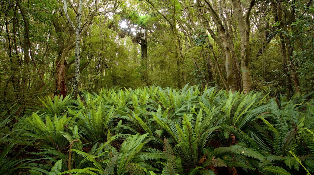 Kaka Point Scenic Reserve which includes forest scenes