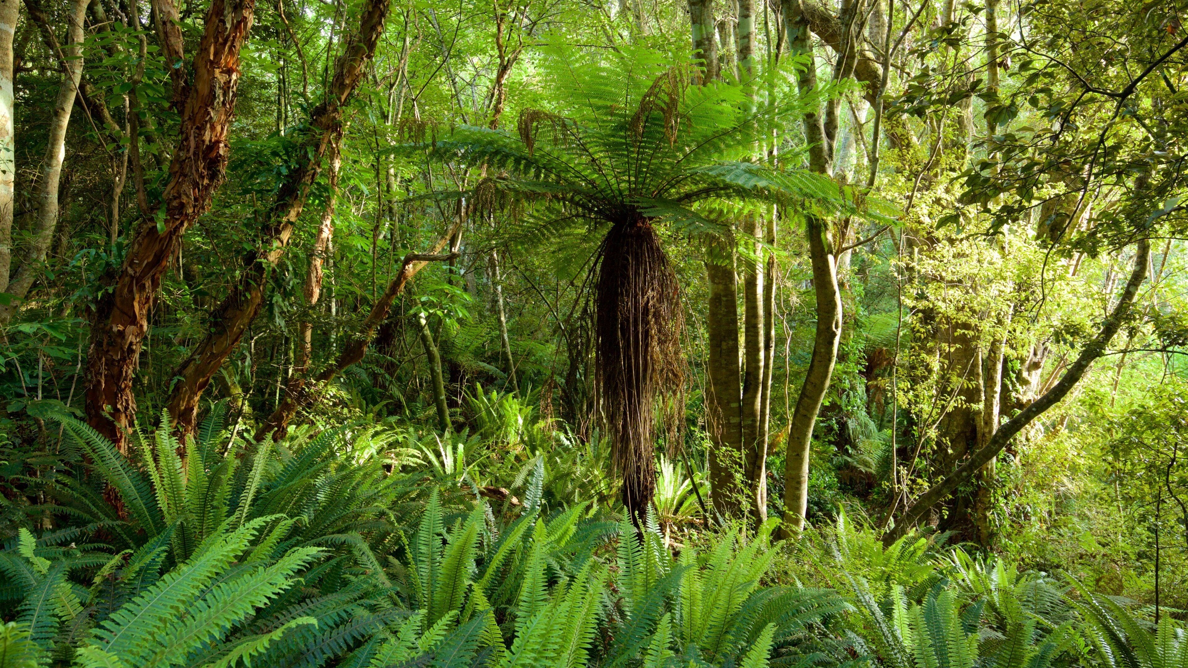 Kaka Point showing forests