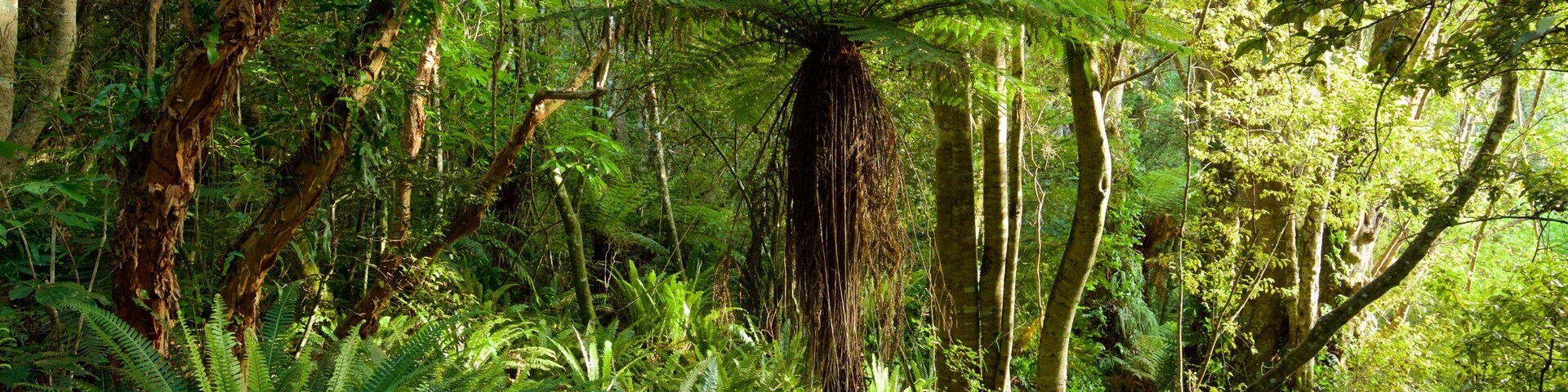 Kaka Point mostrando florestas