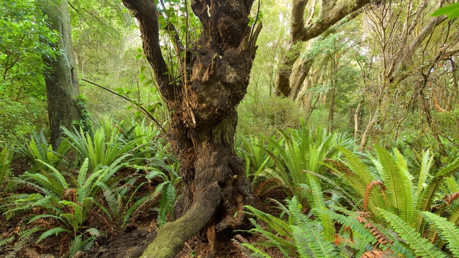 Kaka Point featuring forests