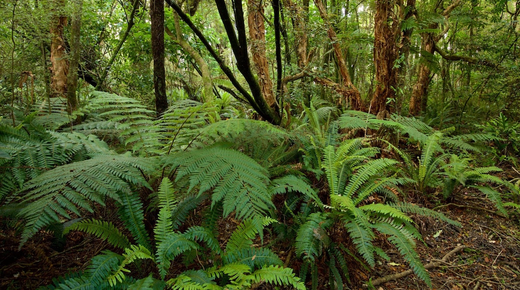 Kaka Point showing forests