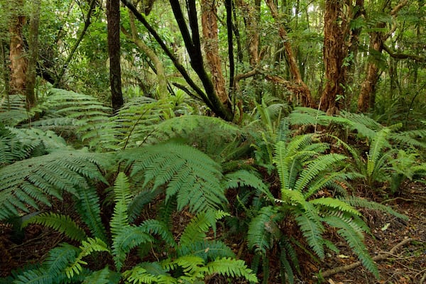 カカ ポイント フィーチャー 森林