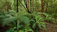 A dense forest with ferns and tall trees.