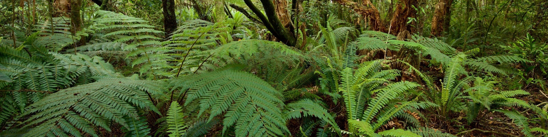 Kaka Point showing forests