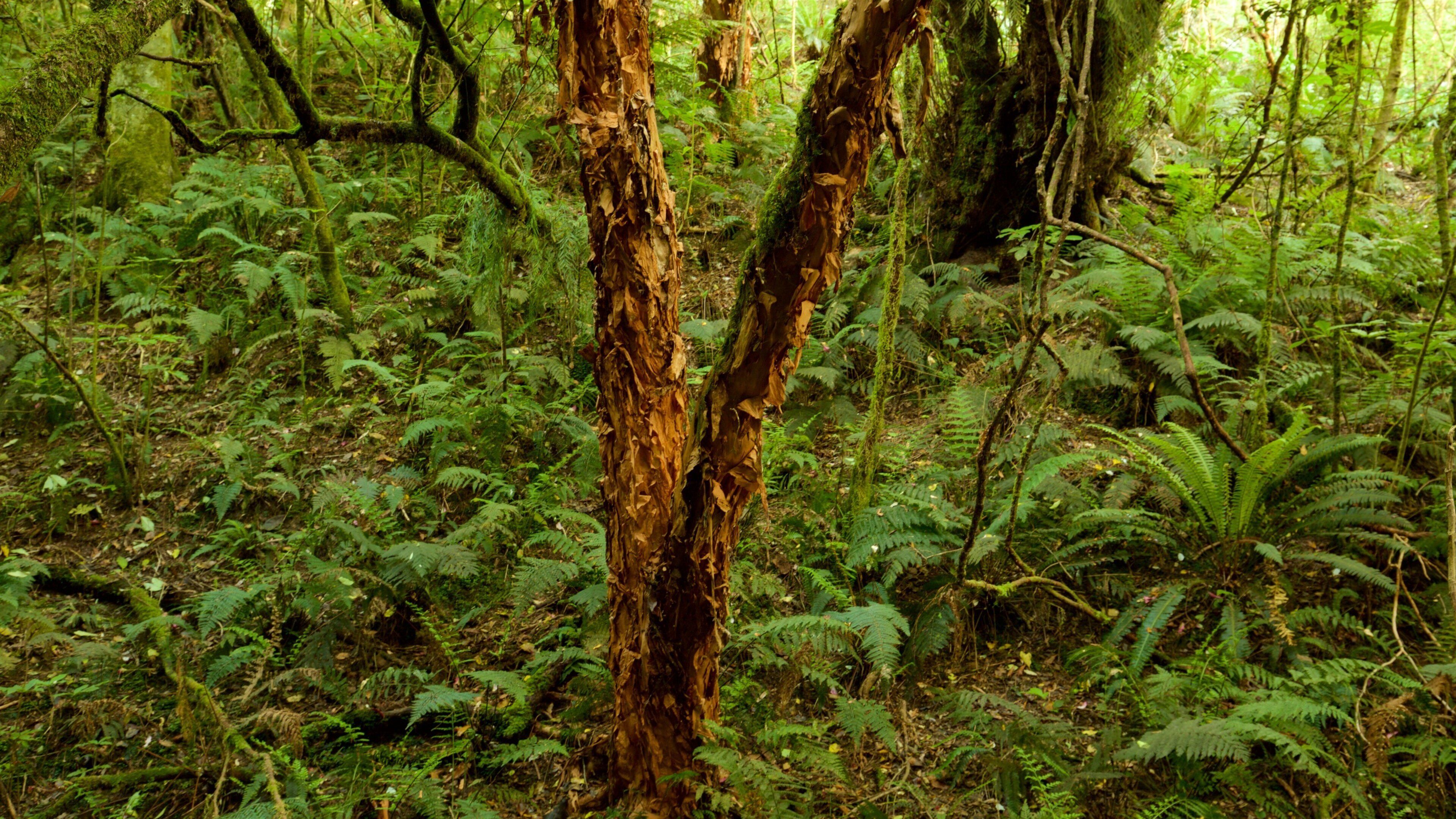 Kaka Point which includes forest scenes