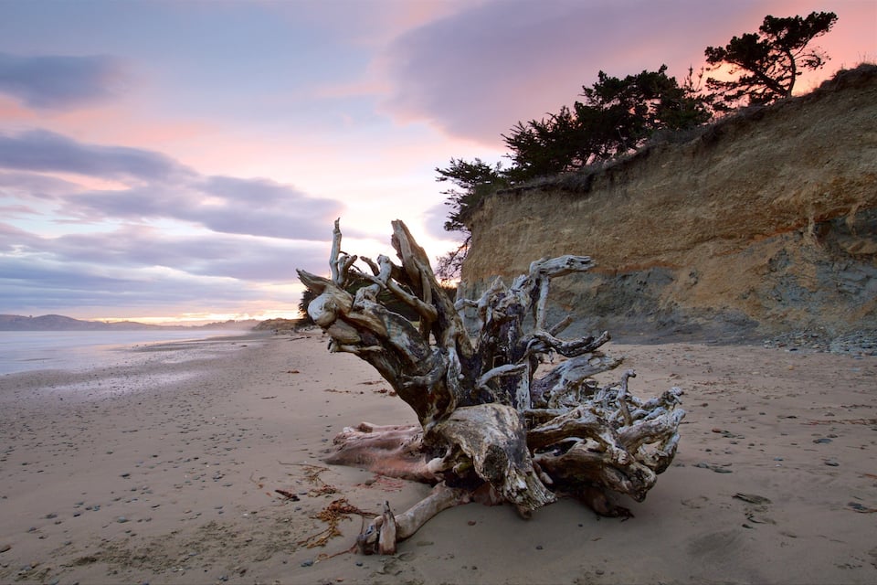 A driftwood sculpture on a sandy beach with a cliff and trees in the background.