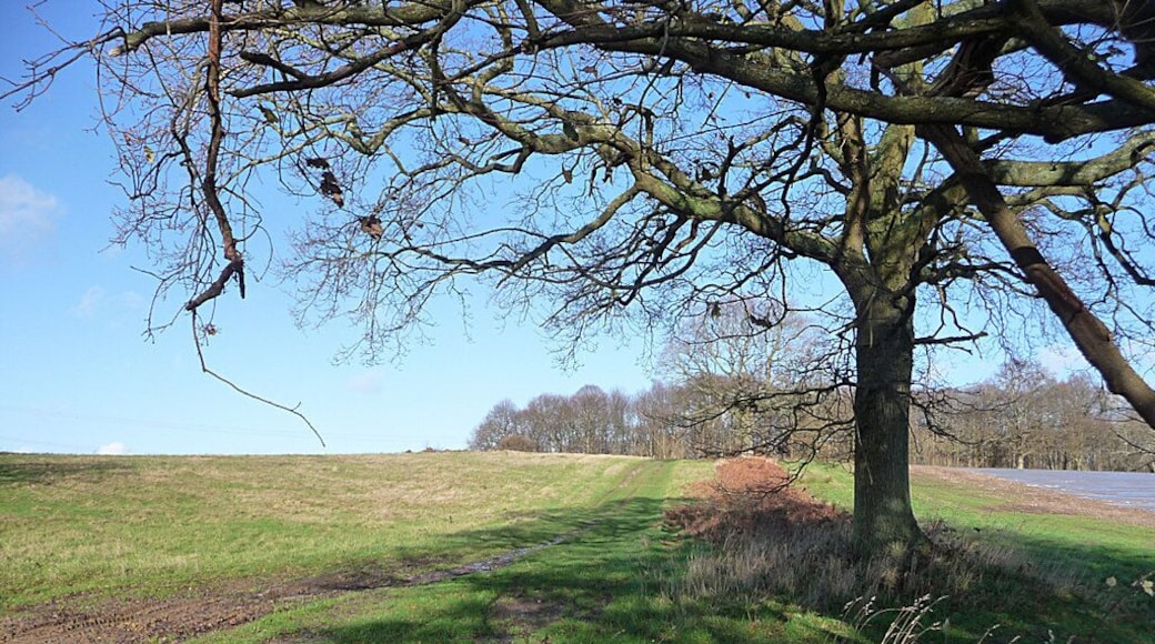 Looking north from Dumpford Lane