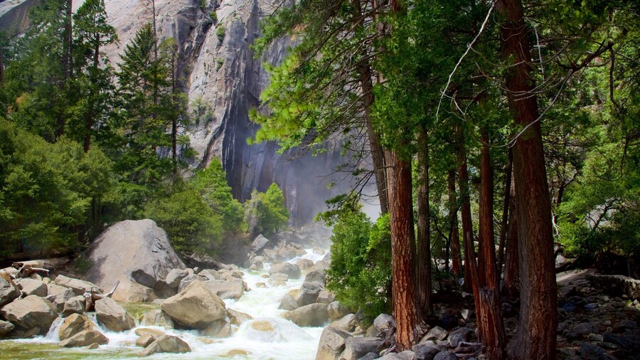 Lower Yosemite Falls which includes a river or creek and forest scenes