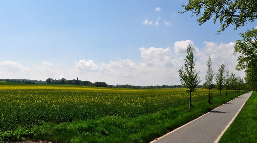 Ländliche Landschaft mit einer Straße, Feldern voller gelber Blumen und blauem Himmel.