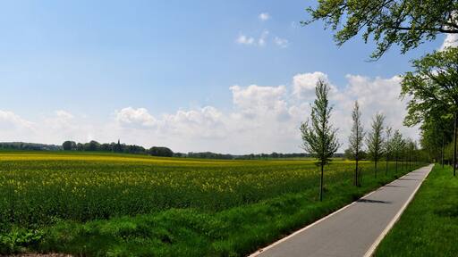 Ländliche Landschaft mit einer Straße, Feldern voller gelber Blumen und blauem Himmel.