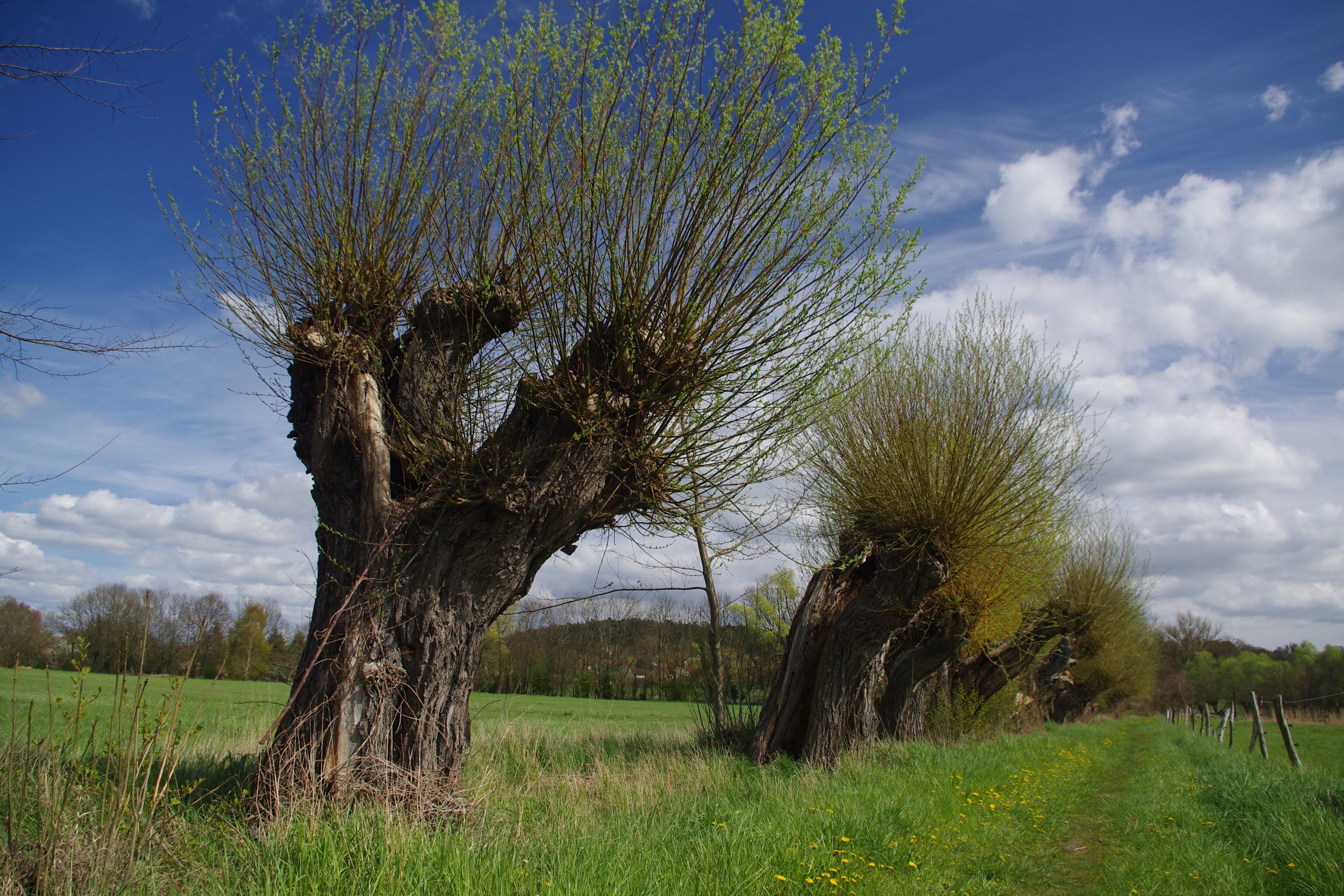 frisch ausgetriebene Kopfweiden stehen an einem fast überwachsenem Wiesenweg, mit erstem Wiesengrün und Butterblumen, LSG Brandenburger Osthavelniederung