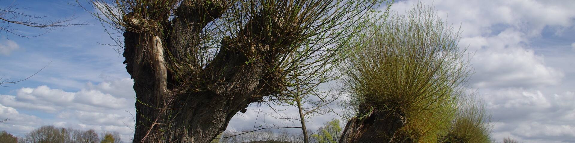 frisch ausgetriebene Kopfweiden stehen an einem fast überwachsenem Wiesenweg, mit erstem Wiesengrün und Butterblumen, LSG Brandenburger Osthavelniederung