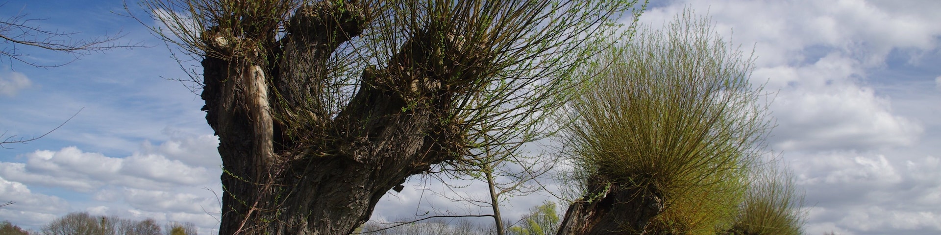 frisch ausgetriebene Kopfweiden stehen an einem fast ĂŒberwachsenem Wiesenweg, mit erstem WiesengrĂŒn und Butterblumen, LSG Brandenburger Osthavelniederung