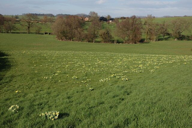 View across the Leadon valley View across the Leadon valley to Callow Farm. Wild daffodils grow in the fields and woodland in the area.