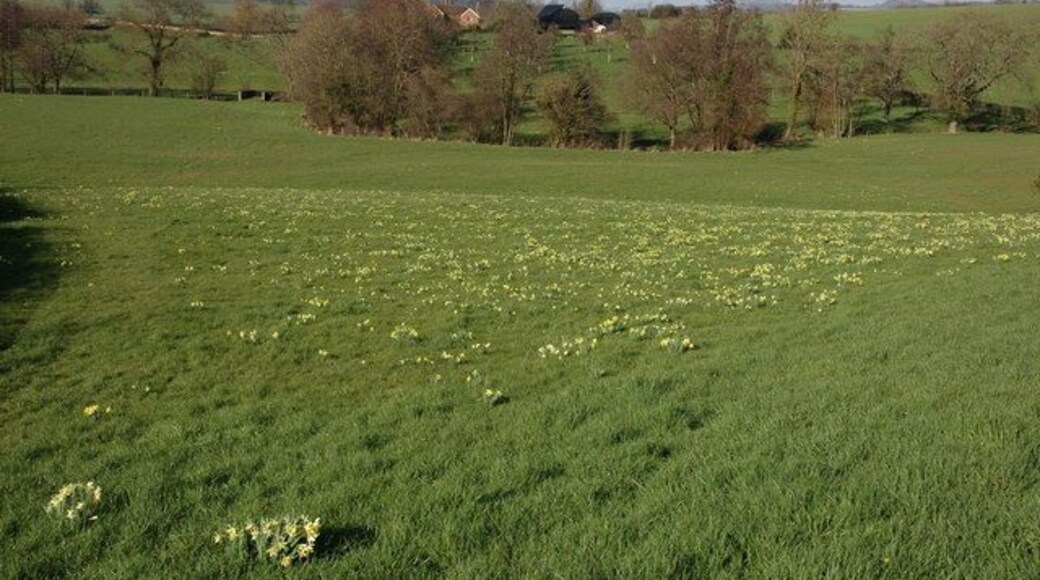 View across the Leadon valley View across the Leadon valley to Callow Farm. Wild daffodils grow in the fields and woodland in the area.
