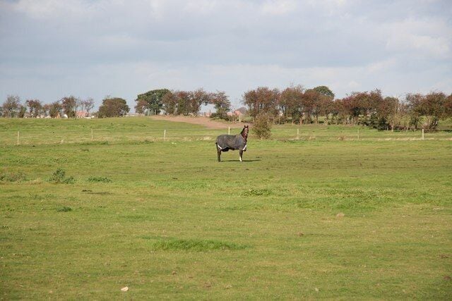 Morton Carr An inquisitive horse grazing at Morton Carr