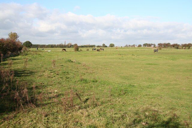 A grassy field with scattered trees and a clear sky.