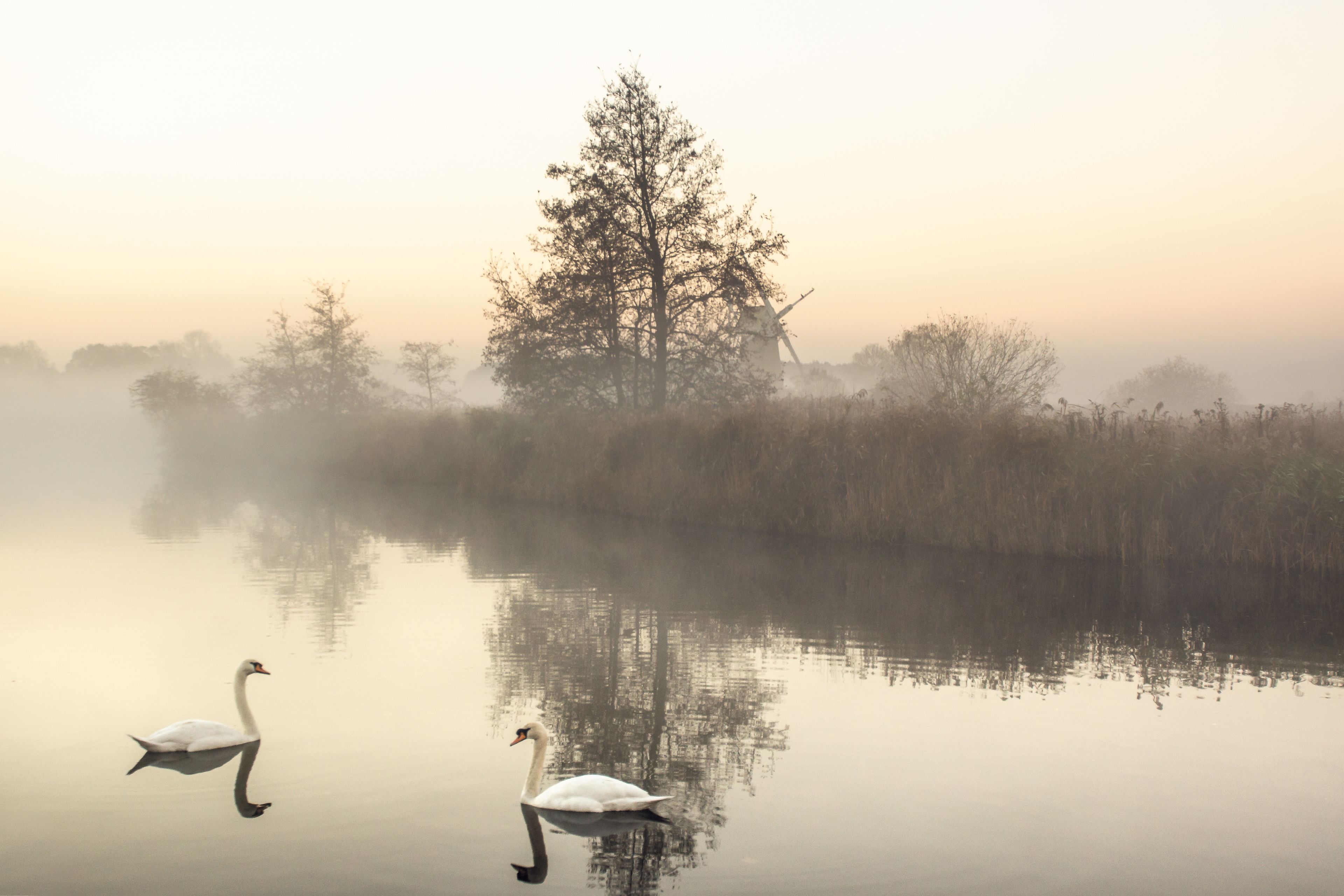 Two swans on a calm lake with a tree in the background.