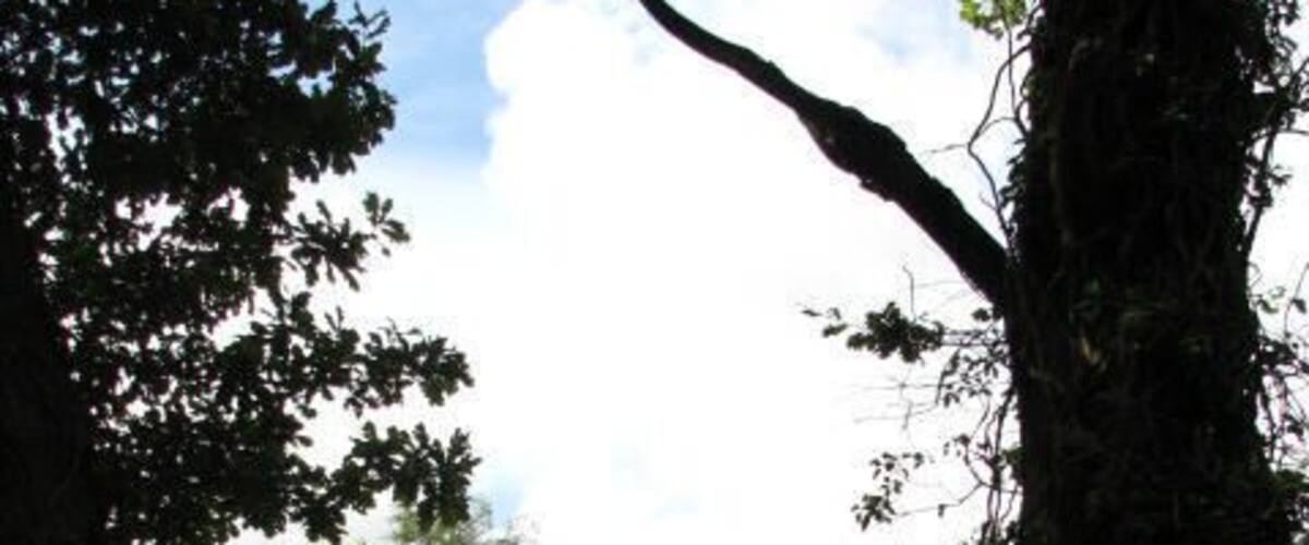 A modern house with a living roof The roof of a building that is covered with vegetation and soil (or with a growing medium) is called a living or a green roof. For more information see Living_roof