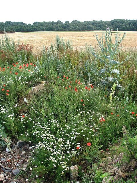 Wild flowers growing on wasteland. By ruined buildings > 876135. The woodland seen in the distance (in adjacent grid square to the east) is Old Wood.