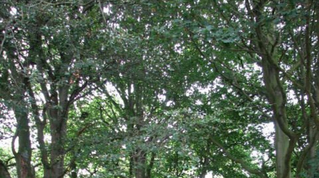 View south into Little Wood from Plumstead Road