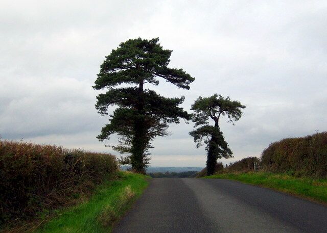 Landmark on the road to Trent Leaving Overcompton by Western Street one comes across these two pine trees near the brow of the hill overlooking the village of Trent which lies in the trees below.