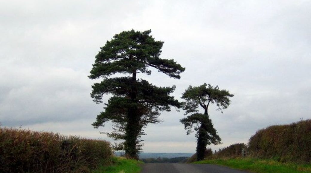 Landmark on the road to Trent Leaving Overcompton by Western Street one comes across these two pine trees near the brow of the hill overlooking the village of Trent which lies in the trees below.