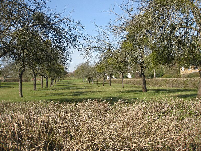 Orchard off Sparrow Lane Looking west. Much mistletoe in evidence.