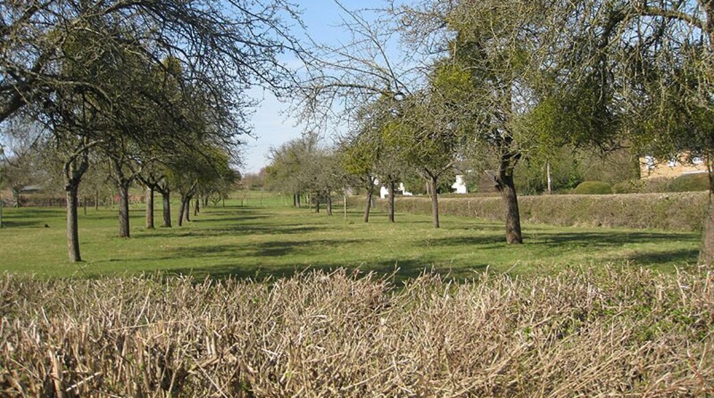 Orchard off Sparrow Lane Looking west. Much mistletoe in evidence.