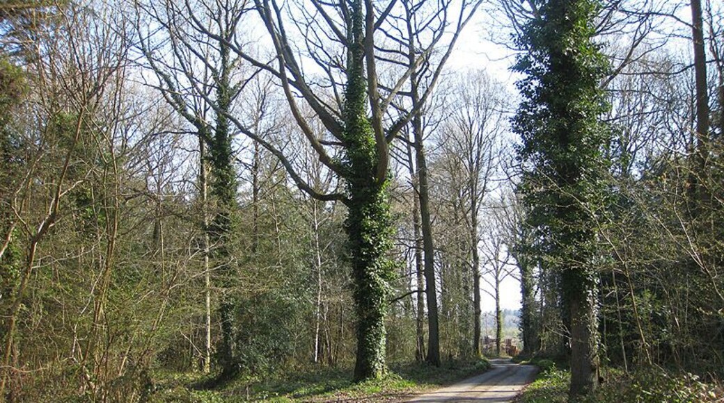 Lane to Steelworks and Steelworks Farm Passing through Linton Wood.