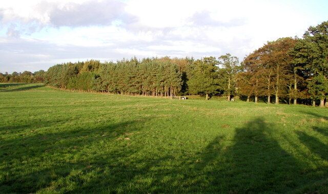 Farm Woodland This wood provides shelter to the farm just to the east of here.