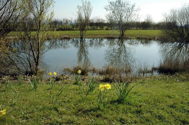 A pond surrounded by grass and trees.