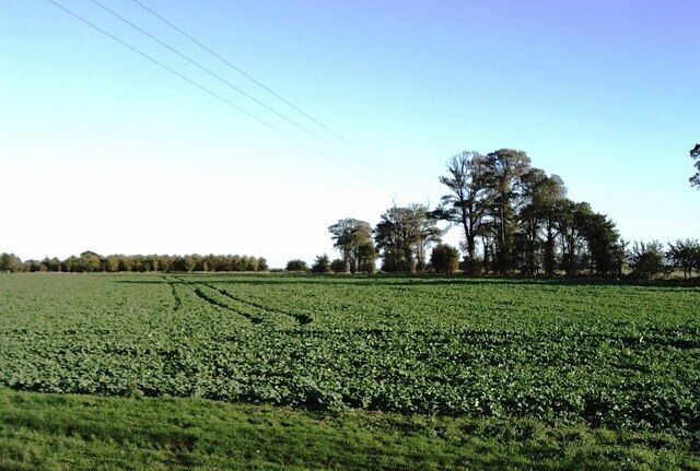 View across field from Bradwell Road, Tillingham