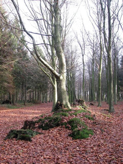 Un bosque con un árbol grande en el centro, rodeado de hojas caídas y rocas cubiertas de musgo.