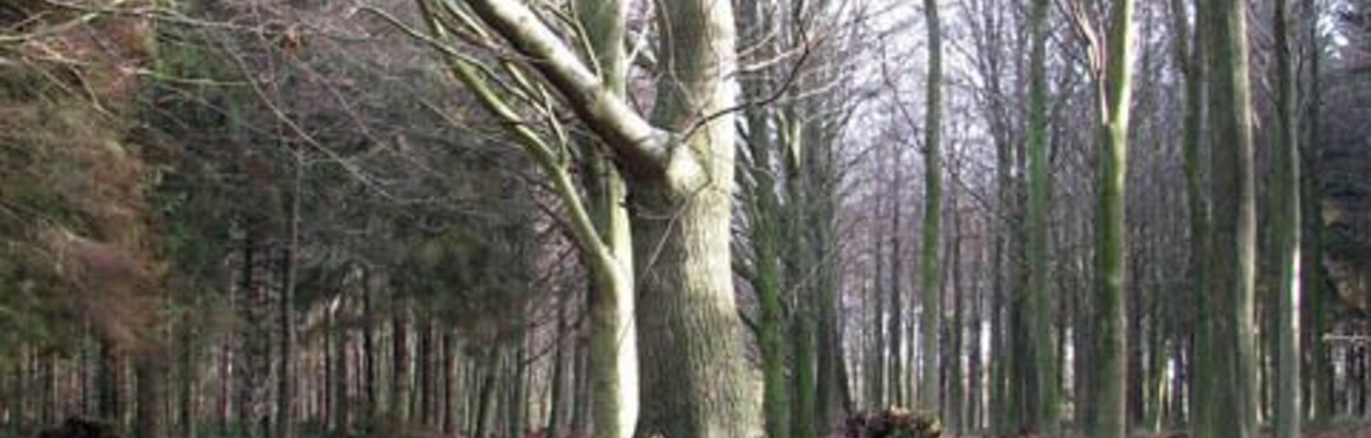 Un bosque con un árbol grande en el centro, rodeado de hojas caídas y rocas cubiertas de musgo.