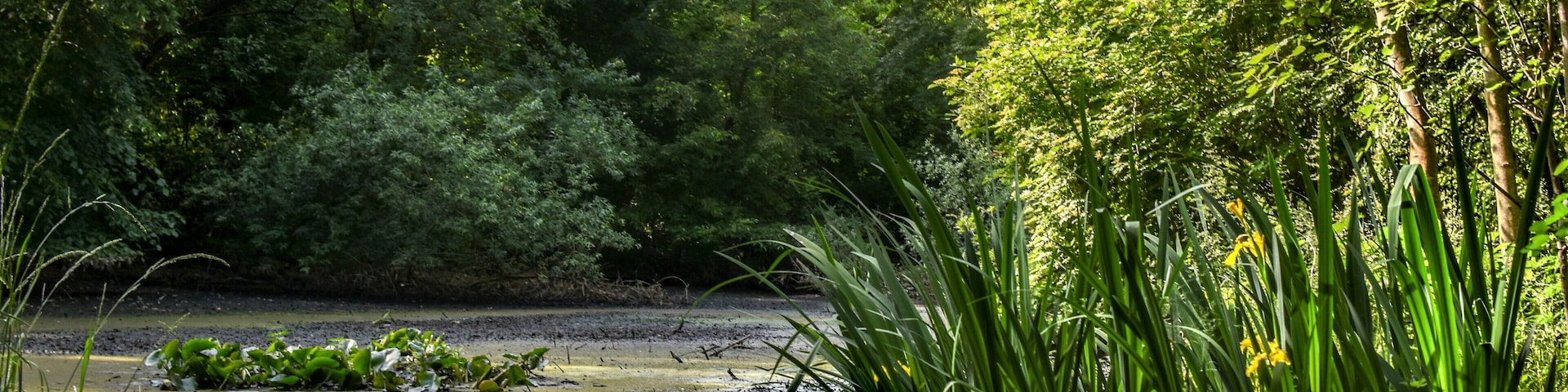 LSG-25. Krummes Fenn in Steglitz-Zehlendorf/Berlin