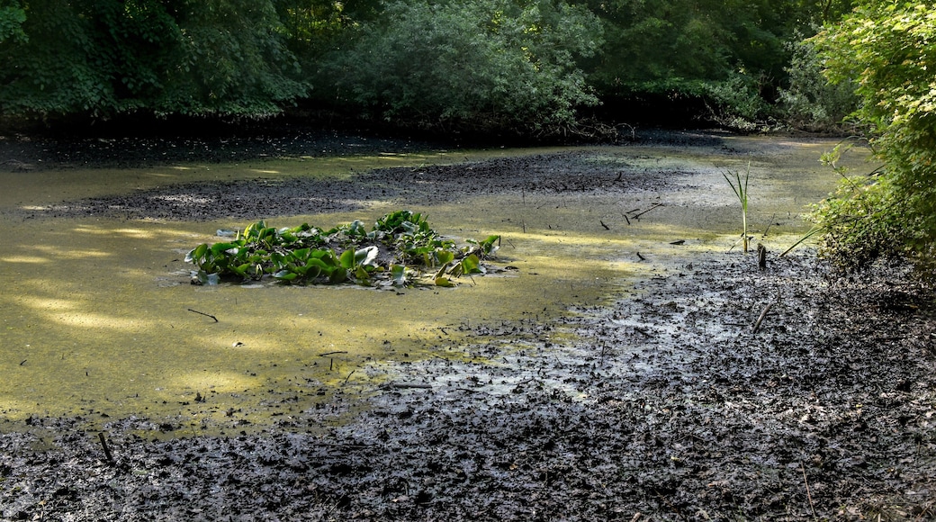 LSG-25. Krummes Fenn in Steglitz-Zehlendorf/Berlin