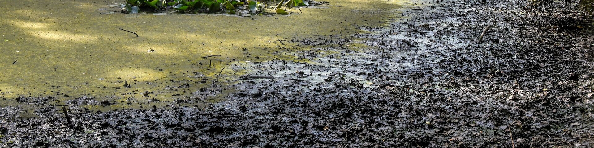 LSG-25. Krummes Fenn in Steglitz-Zehlendorf/Berlin