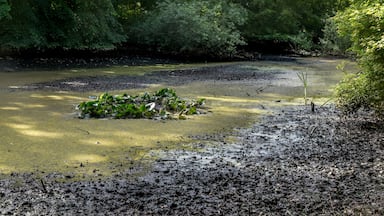 LSG-25. Krummes Fenn in Steglitz-Zehlendorf/Berlin