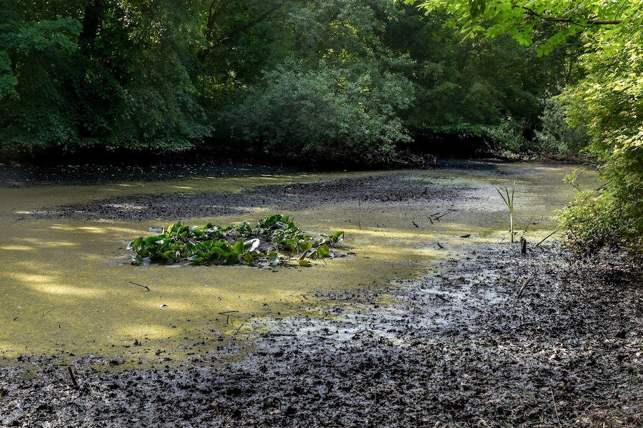 Orilla embarrada de río con vegetación densa y un pequeño grupo de plantas en el agua.