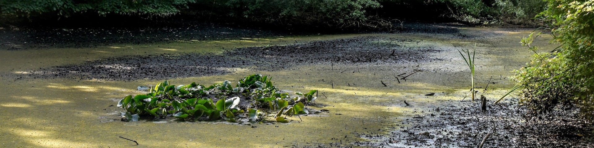 LSG-25. Krummes Fenn in Steglitz-Zehlendorf/Berlin