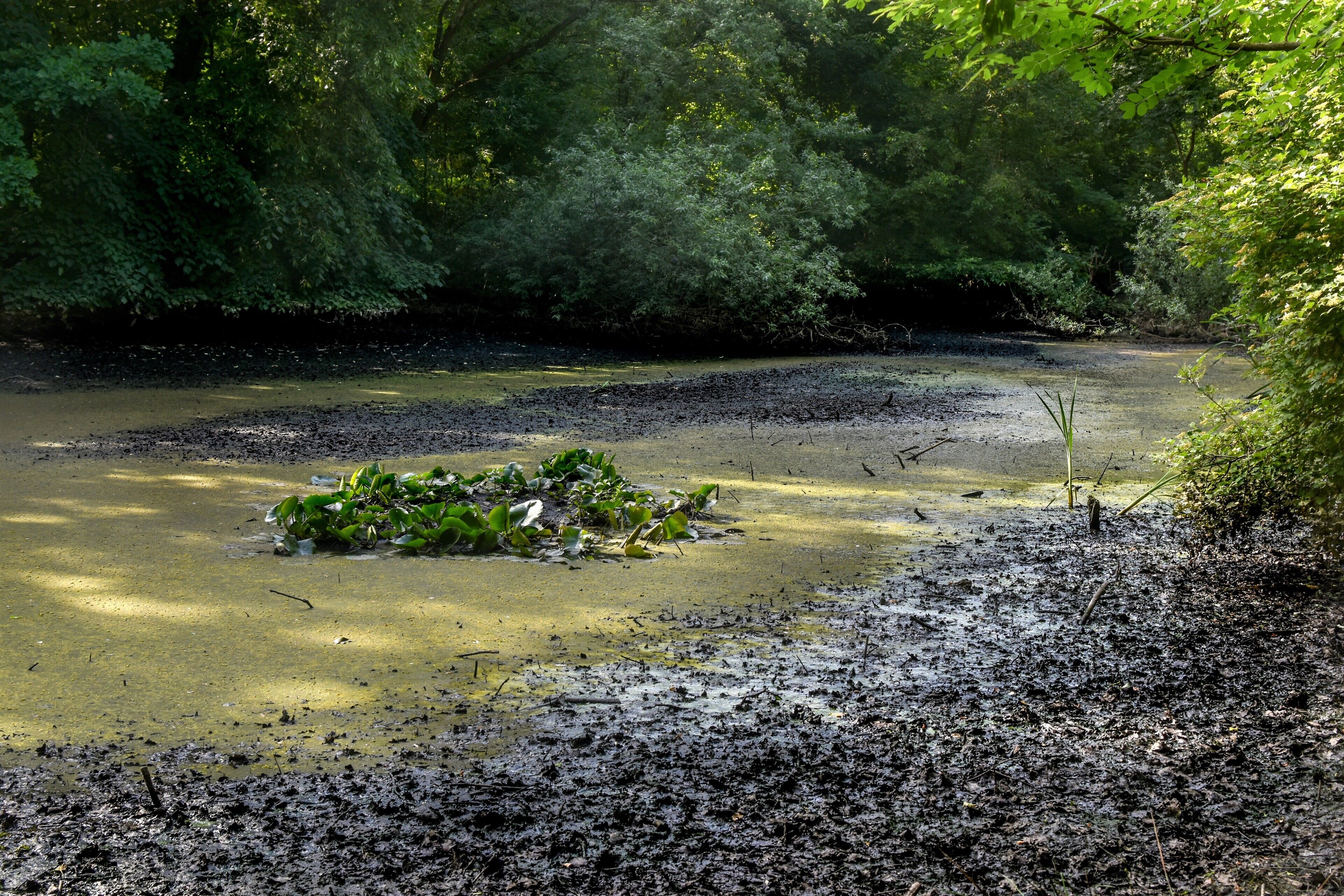 A muddy riverbank with dense greenery and a small cluster of plants in the water.