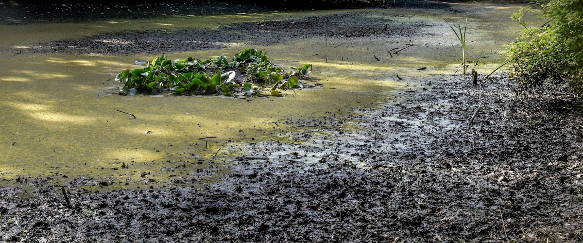 A muddy riverbank with dense greenery and a small cluster of plants in the water.