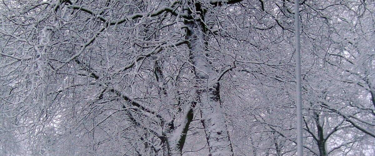 A snow-covered tree-lined street with bare trees and a sidewalk.