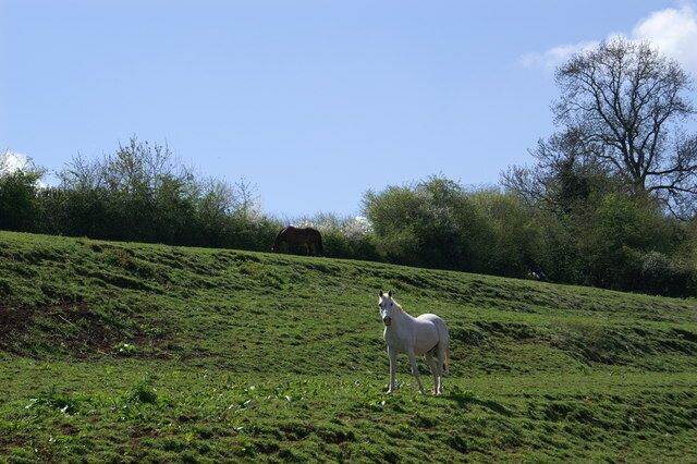 Horses on the hillside.