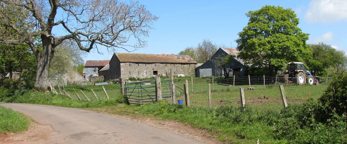 A rural road leading to stone farm buildings, a tractor, and a large tree.